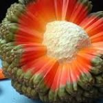 6 Buah Aneh Dan Unik Yang Ada Di Dunia